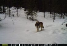 Research: How deer escape tactics help save their lives —