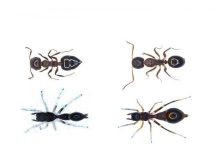Research: Biologists found that adult spiders that pretend to be ants retain their spiderly figures to attract mates —
