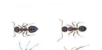 Research: Biologists found that adult spiders that pretend to be ants retain their spiderly figures to attract mates —