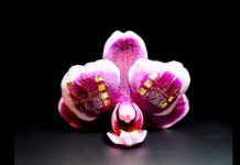 Tech: Fast, flexible ionic transistors for bioelectronic devices — (Report)