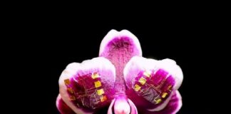 Tech: Fast, flexible ionic transistors for bioelectronic devices — (Report)