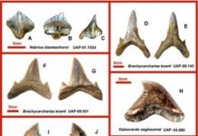 Research: This finding, including one new shark species, fills a gap in the known marine record of Madagascar —