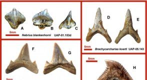 Research: This finding, including one new shark species, fills a gap in the known marine record of Madagascar —