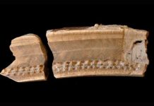 Research: Ancient extinct sloth tooth in Belize tells story of creature’s last year —