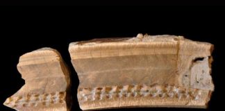Research: Ancient extinct sloth tooth in Belize tells story of creature’s last year —