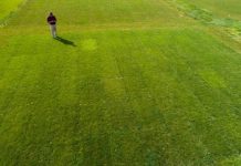 Research: Study reveals important insight regarding breeding and distribution practices and management in the turfgrass industry —