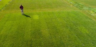 Research: Study reveals important insight regarding breeding and distribution practices and management in the turfgrass industry —