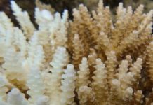 Research: North Queensland floods could cause ‘freshwater bleaching’ of GBR —