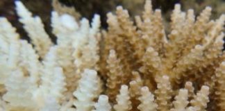 Research: North Queensland floods could cause ‘freshwater bleaching’ of GBR —