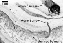 Research: 500-million-year old worm ‘superhighway’ discovered in Canada —
