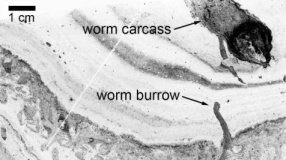 Research: 500-million-year old worm ‘superhighway’ discovered in Canada —
