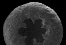 Research: Amoebae diversified at least 750 million years ago, far earlier than expected —