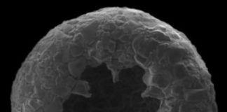 Research: Amoebae diversified at least 750 million years ago, far earlier than expected —