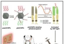 Research: Nanotechnology makes it possible for mice to see in infrared —