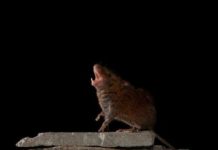 Research: Research may lead to future solutions to speech problems —