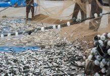 Research: Climate change is shifting productivity of fisheries worldwide —