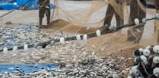 Research: Climate change is shifting productivity of fisheries worldwide —