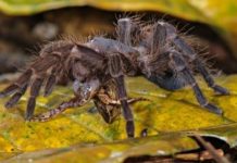 Research: Biologists capture super-creepy photos of Amazon spiders making meals of frogs, lizards —