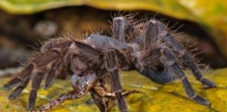Research: Biologists capture super-creepy photos of Amazon spiders making meals of frogs, lizards —