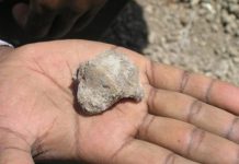 Research: 4.5 million-year old fossil shows evidence of greater reliance on bipedalism than previously suggested —