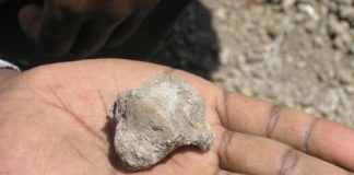 Research: 4.5 million-year old fossil shows evidence of greater reliance on bipedalism than previously suggested —