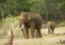 Research: Asian elephants may lose up to 42 percent of suitable habitats in India and Nepal —