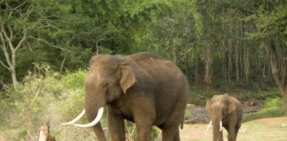 Research: Asian elephants may lose up to 42 percent of suitable habitats in India and Nepal —