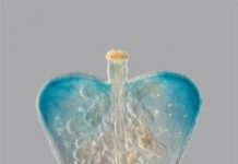 Research: How Capsella followed its lonely heart —