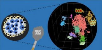 Study: Nicotine may harm human embryos at the single-cell level — (Details)
