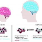 Study: Scientists rejuvenate stem cells in the aging brain of mice: Regenerative medicine — (Details)