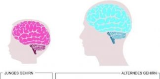 Study: Scientists rejuvenate stem cells in the aging brain of mice: Regenerative medicine — (Details)