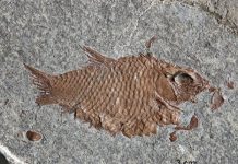 Research: Diversification after mass extinction —