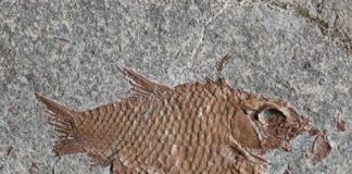 Research: Diversification after mass extinction —