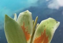 Research: Study suggests rings offer long term picture other technologies can’t —