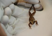 Research: Bacteria in frog skin may help fight fungal infections in humans —