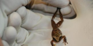 Research: Bacteria in frog skin may help fight fungal infections in humans —