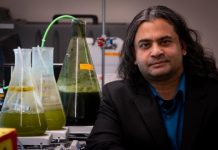 Research: Engineers develop fast method to convert algae to biocrude —