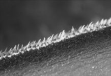 Tech: Water tunnel experiments show how scales help generate super speeds — work that may inspire designs to reduce drag on aircraft and helicopters — (Report)