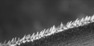 Tech: Water tunnel experiments show how scales help generate super speeds — work that may inspire designs to reduce drag on aircraft and helicopters — (Report)