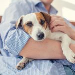 Study: Chemical pollutants in the home degrade fertility in both men and dogs, study finds — (Details)