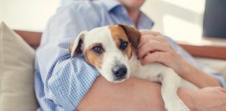 Study: Chemical pollutants in the home degrade fertility in both men and dogs, study finds — (Details)