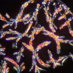 Study: Psychedelic microdosing in rats shows beneficial effects — (Details)