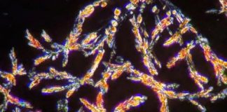 Study: Psychedelic microdosing in rats shows beneficial effects — (Details)