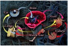 Tech: Physicist describes ‘network physiology,’ which looks at different organ systems and how they relate to each other — (Report)