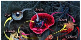 Tech: Physicist describes ‘network physiology,’ which looks at different organ systems and how they relate to each other — (Report)