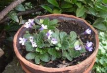 Research: Aquaphotomics sheds light on how plants control their water structure to survive —