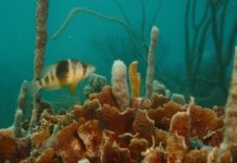 Research: Study sheds new light on a fundamental question in evolutionary biology —