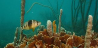 Research: Study sheds new light on a fundamental question in evolutionary biology —
