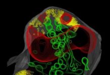 Research: New discovery could eventually help reduce the use of fertilizer in agriculture —