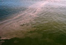 Research: Harmful algae found to flourish in both high-, low-CO2 environments —